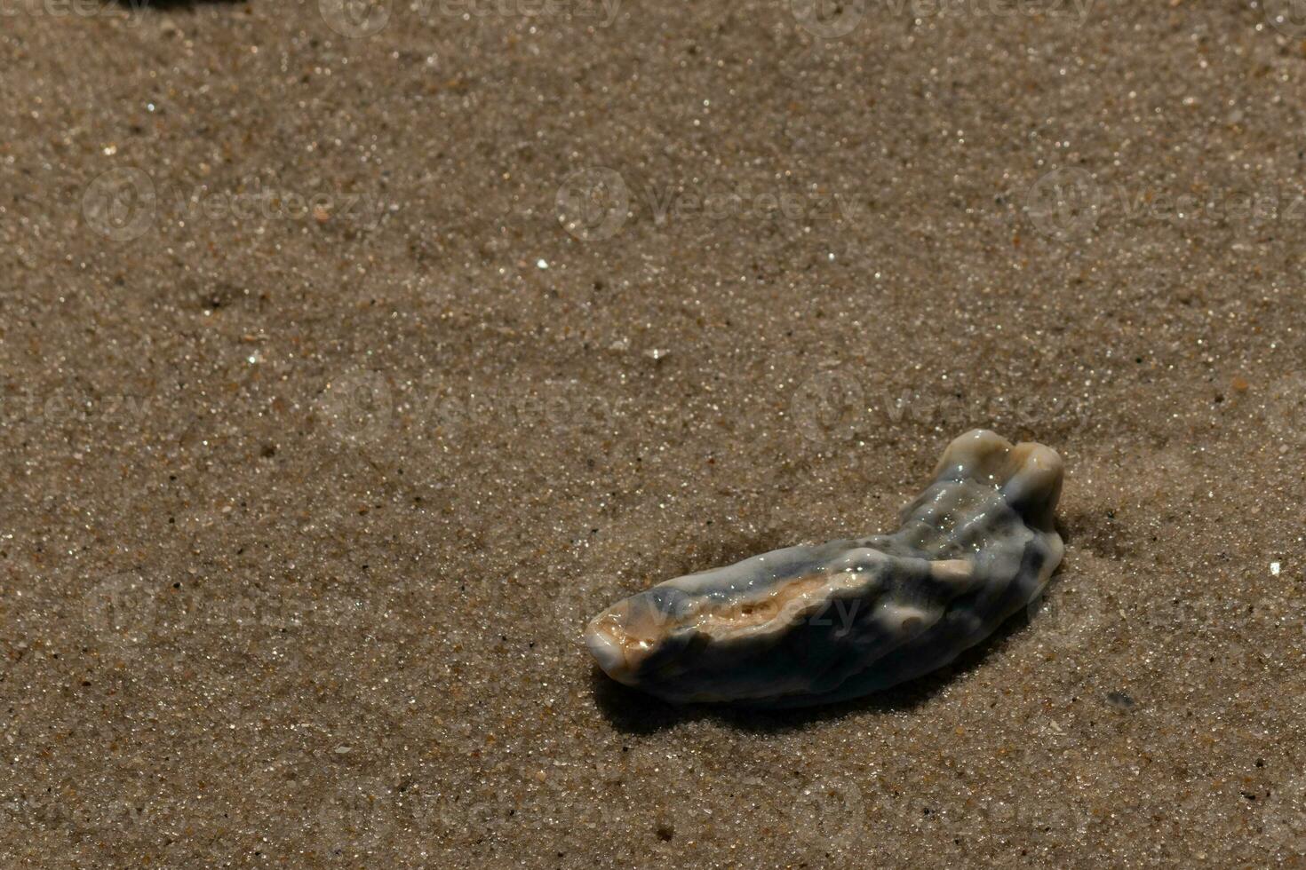 This blue oyster shell was sitting in the sand, having been brought in by the surf. The brown grains of sand all around. The seashell looking glossy from still being wet. photo