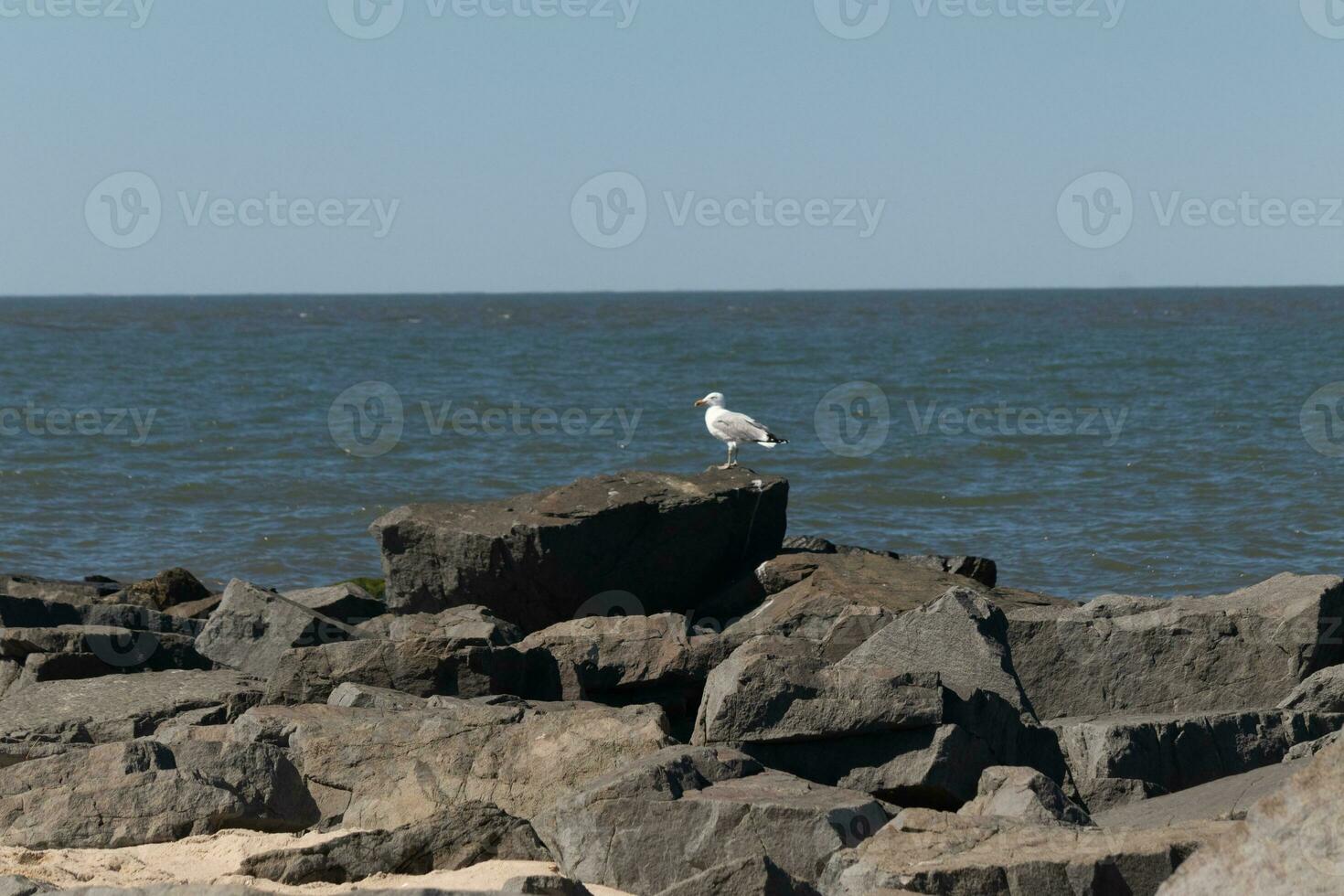 This majestic looking ring-billed seagull was standing on the jetty at the time I look this picture. This shorebird is what you visualize when going to the beach. The pretty grey and white feathers. photo