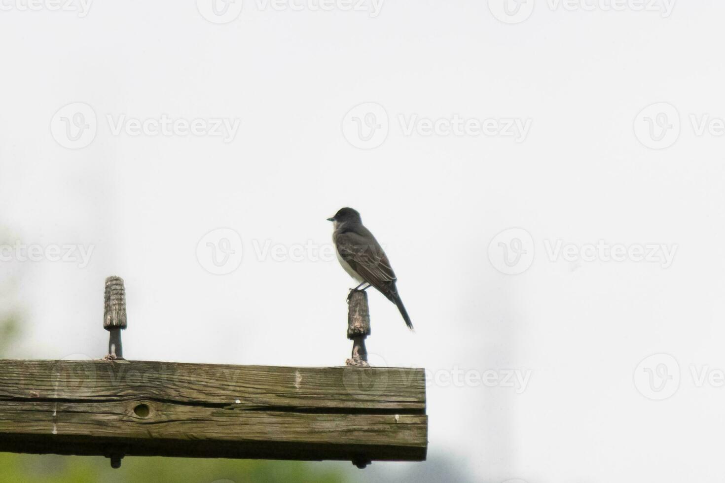 This eastern kingbird was perched on top of this post. They are a species of tyrant flycatchers. His grey feathers looking pretty against the shite belly. This seen against a white sky. photo