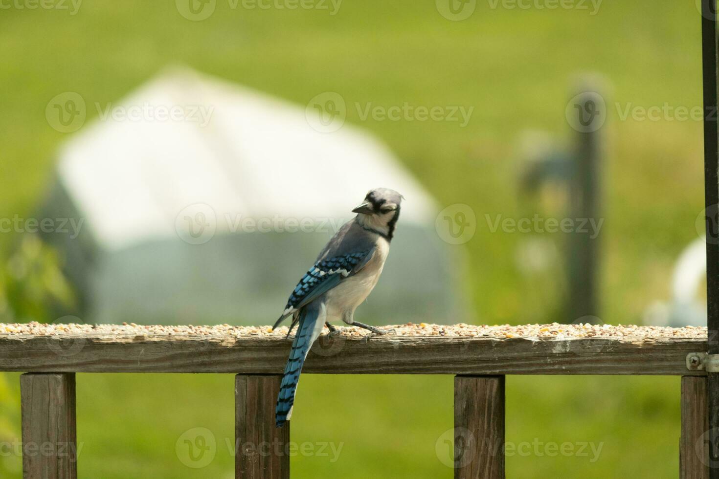 This blue jay bird was striking a pose as I took this picture. He came out on the wooden railing of the deck for some birdseed. I love the colors of these birds with the blue, black, and white. photo