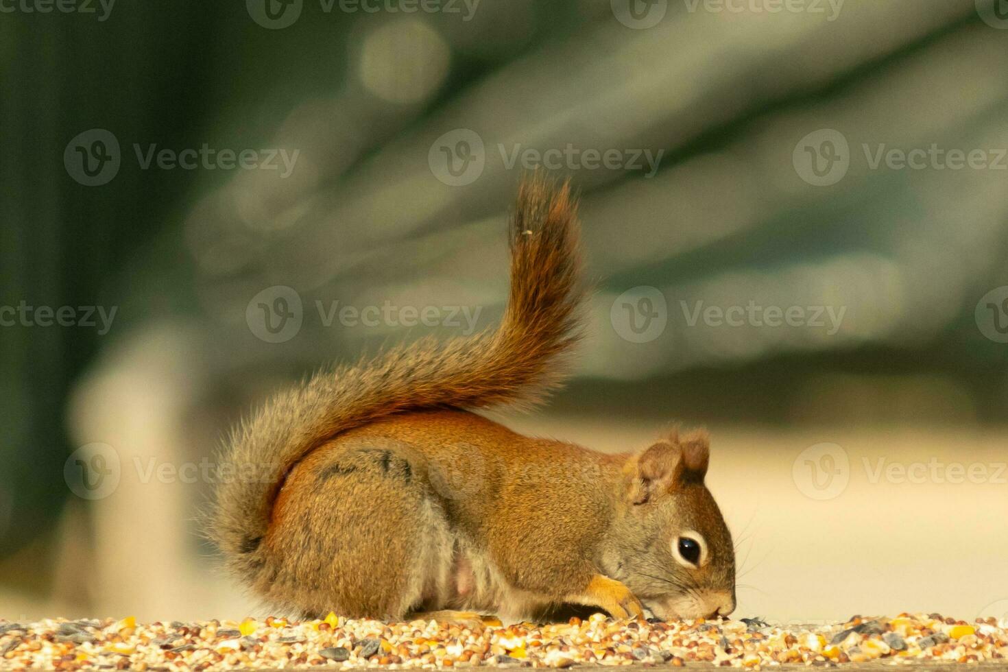 This cute little red squirrel came out to the railing of my deck. His cute little dark eyes looking satisfied. His fluffy tail out to keep him balance. This little rodent is surrounded by birdseed. photo