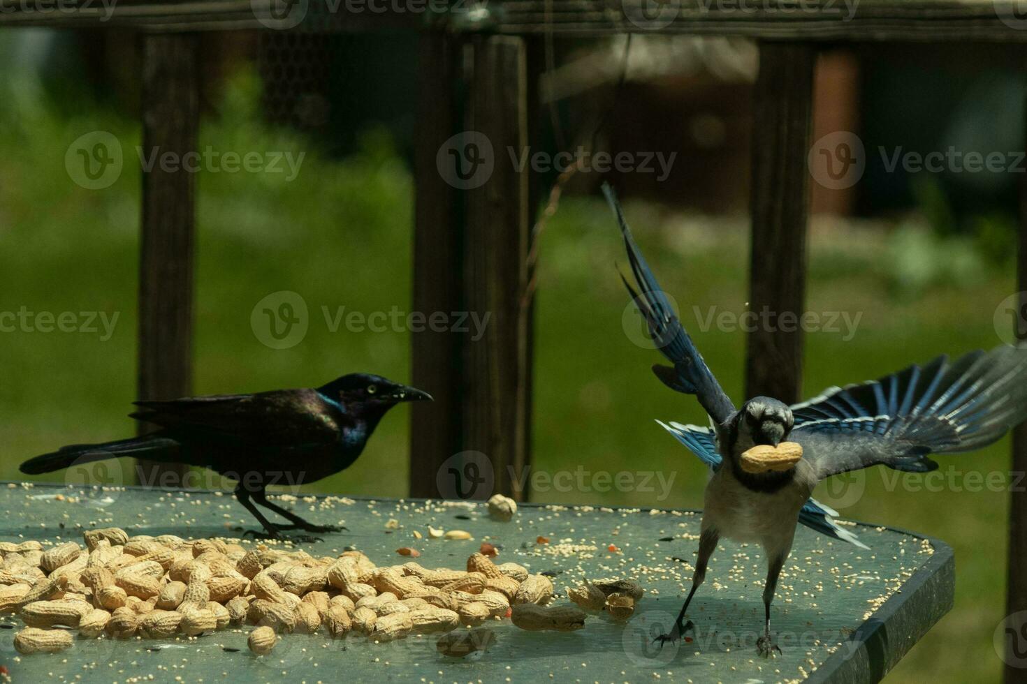 This blue jay came in to get a peanut. The image looks funny since it looks like the jay is stealing the nut from the grackle. The black bird looks angry while the blue one is escaping with his prize. photo