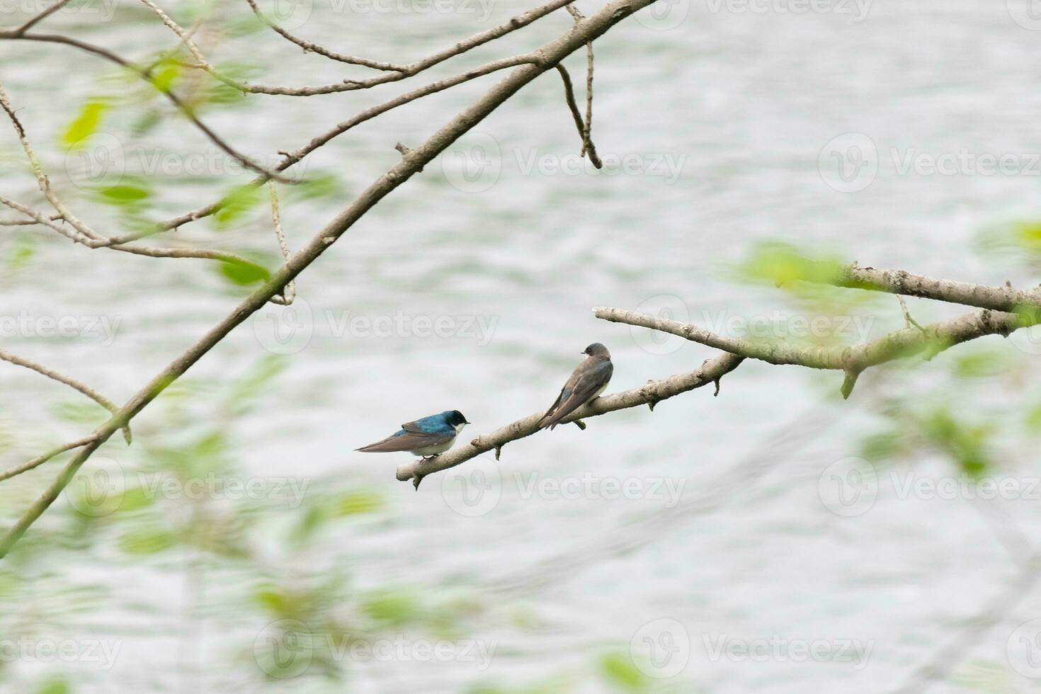 estos dos linda árbol golondrinas fueron sentado en el rama terminado parte superior de un río. el brillante azul pájaro es el masculino. el marrón uno es un femenino. estos dos son relajante mientras esperando para insectos a comer. foto