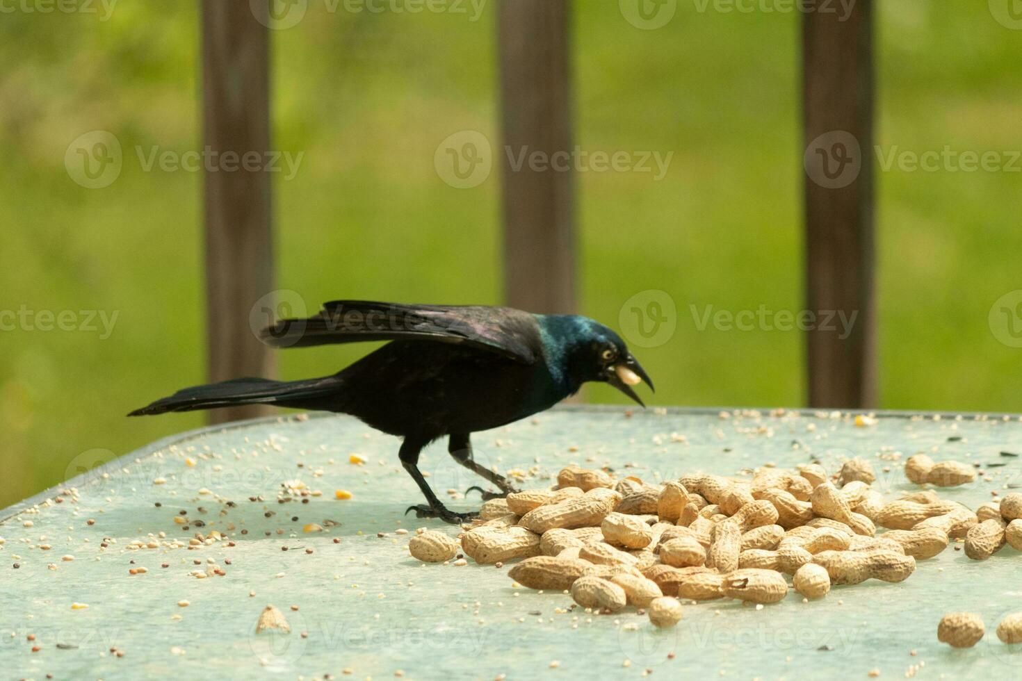 This beautiful grackle came out for a peanut. The black bird has a nut in his mouth. The yellow eye seems to glow and looks menacing. The feathers have a blue shine to them when hit by the sun. photo