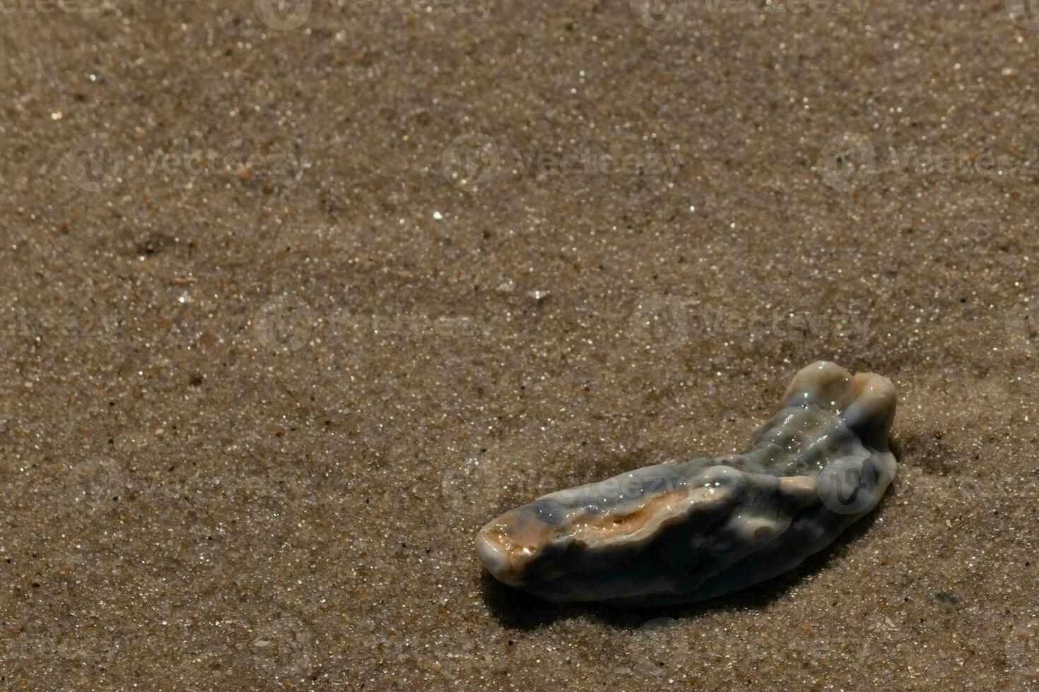 This blue oyster shell was sitting in the sand, having been brought in by the surf. The brown grains of sand all around. The seashell looking glossy from still being wet. photo