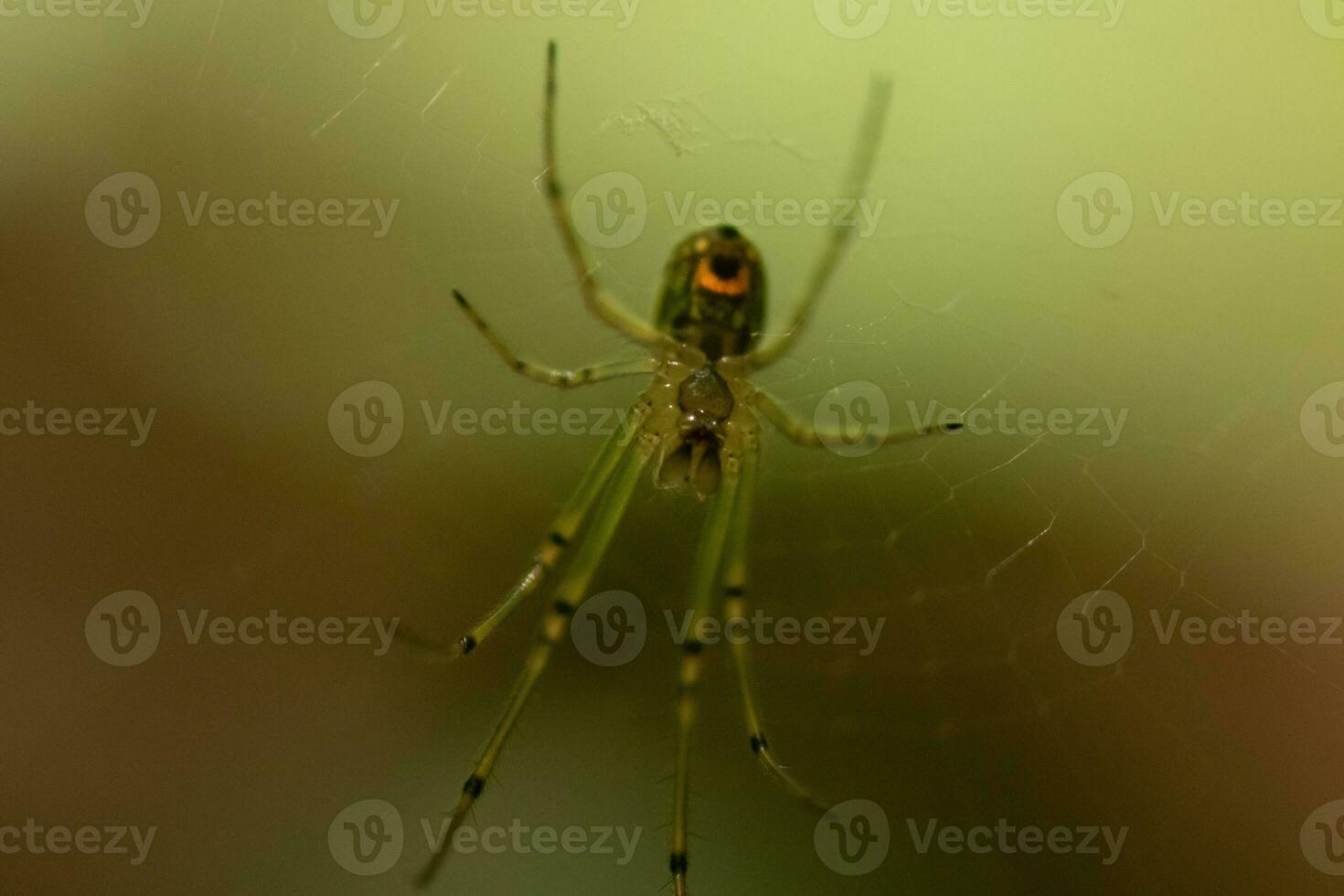 Orchard spider seen hanging in her web. The red dot on her body stands out from the green. The arachnids long legs look translucent as she holds onto the silk strands, waiting for prey. photo