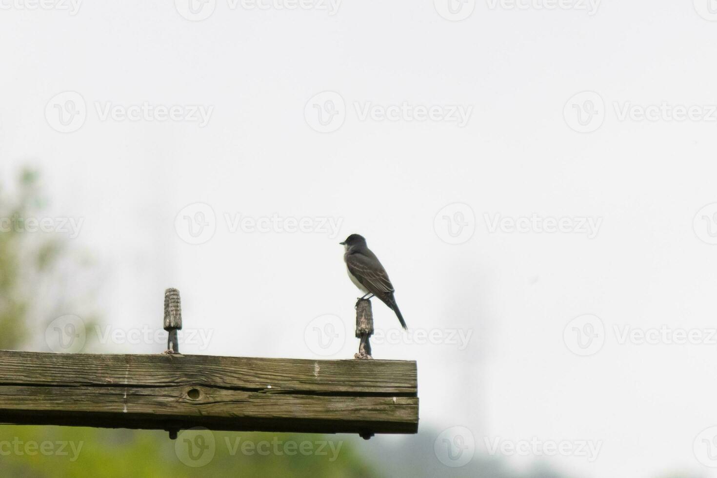 This eastern kingbird was perched on top of this post. They are a species of tyrant flycatchers. His grey feathers looking pretty against the shite belly. This seen against a white sky. photo