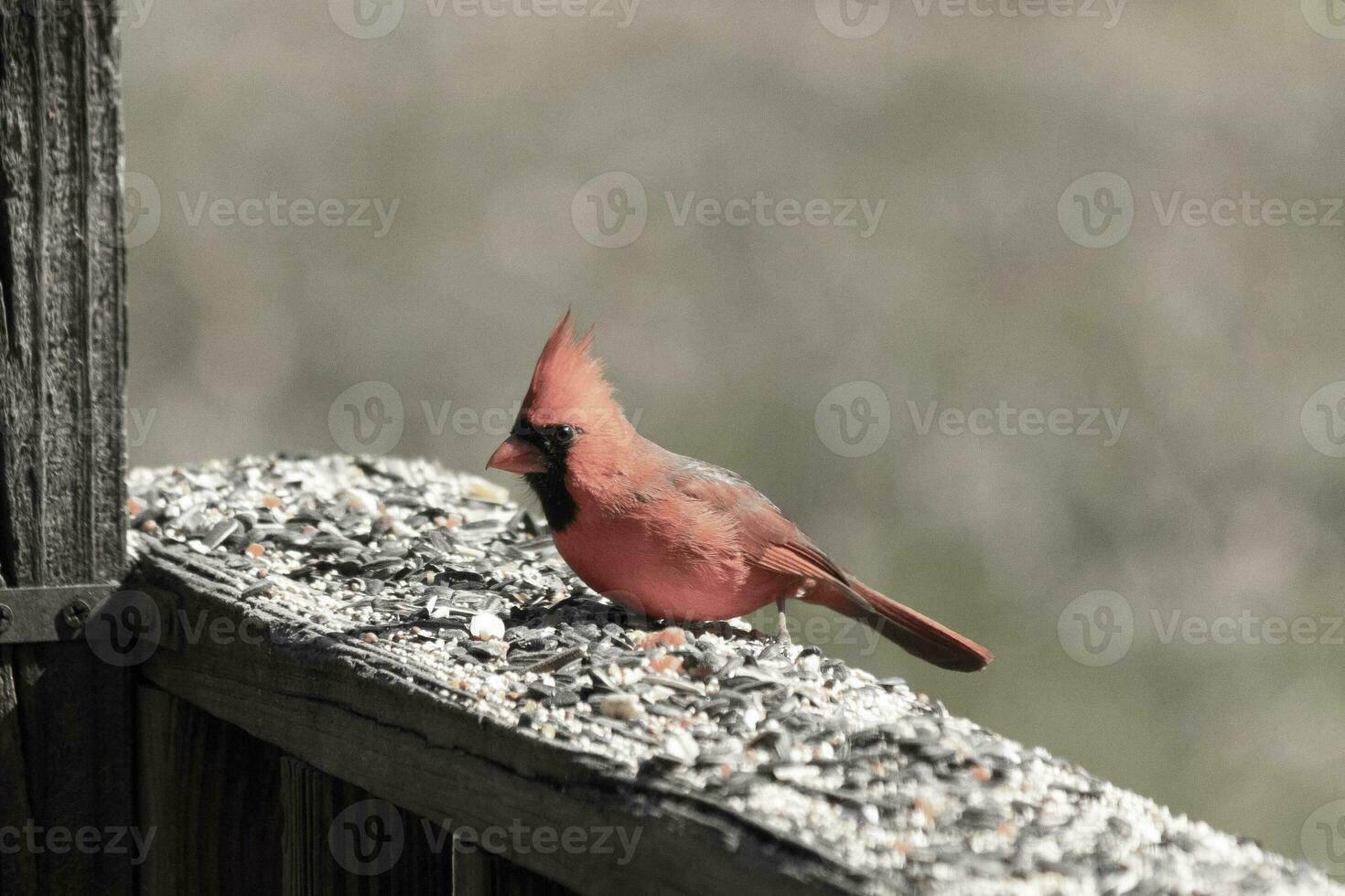 This beautiful red cardinal came out to the brown wooden railing of the deck for food. His beautiful mohawk standing straight up with his black mask. This little avian is surrounded by birdseed. photo