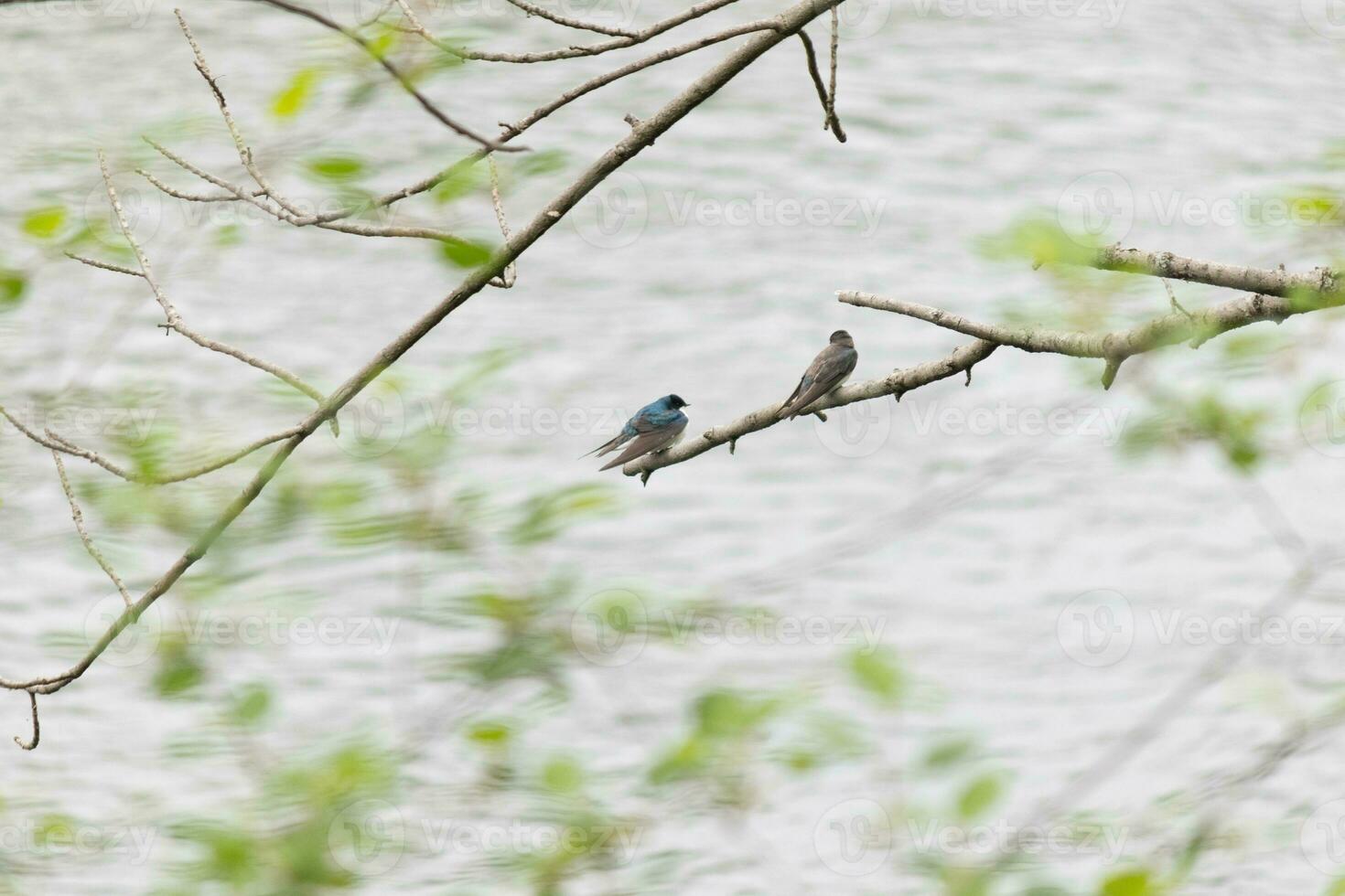 estos dos linda árbol golondrinas fueron sentado en el rama terminado parte superior de un río. el brillante azul pájaro es el masculino. el marrón uno es un femenino. estos dos son relajante mientras esperando para insectos a comer. foto