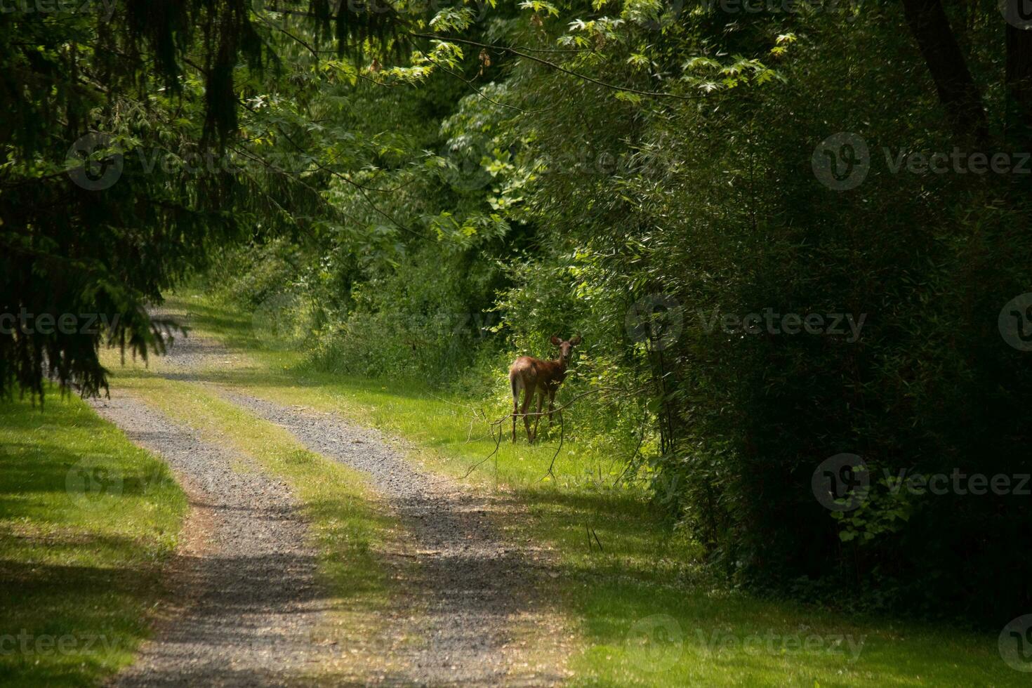 This pretty deer was standing on the side of the path. Her pretty brown color standing out from the green vegetation. The grey stone of the driveway adding to the colors. photo