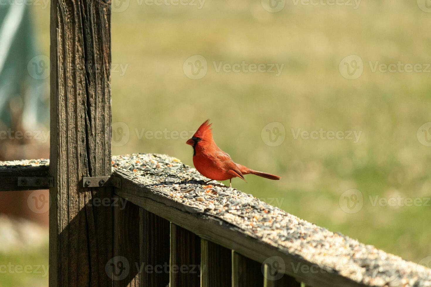 This beautiful red cardinal came out to the brown wooden railing of the deck for food. His beautiful mohawk standing straight up with his black mask. This little avian is surrounded by birdseed. photo