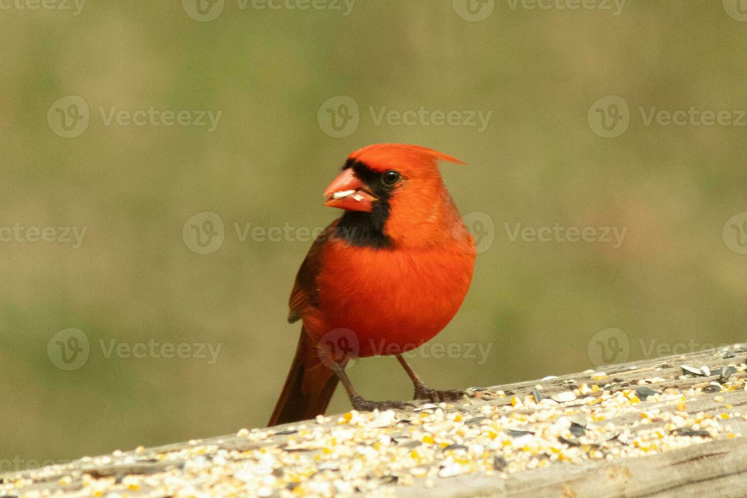 This beautiful red cardinal came out to the brown wooden railing of the deck for food. His little mohawk pushed down with his black mask. This little avian is surrounded by birdseed. photo