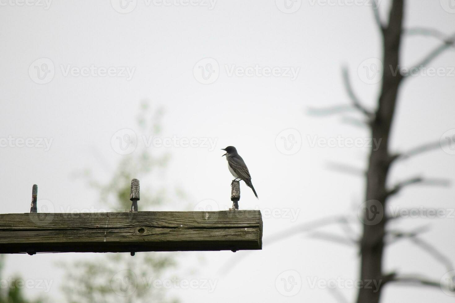 This eastern kingbird was perched on top of this post. They are a species of tyrant flycatchers. His beak open. His grey feathers looking pretty against the shite belly. This seen against a white sky. photo