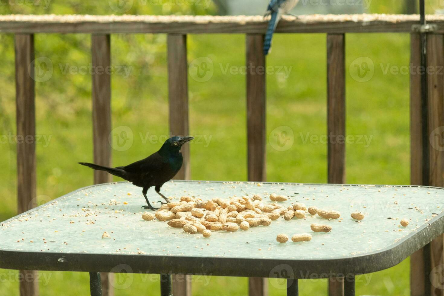 This beautiful grackle came out a peanut. The yellow eye seems to glow and looks menacing. The feathers have a blue shine to them when hit by the sun. The head is cocked inquisitively. photo