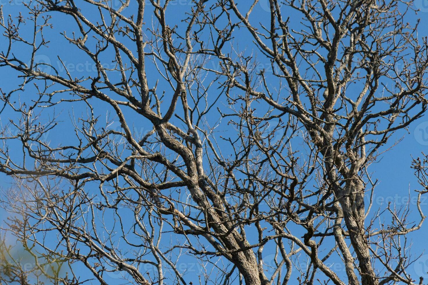 I love the look of this tree in this picture. The branches are completely bare from leaves suggesting are in the Fall season. The limbs reaching all over with a pretty blue sky in the background. photo