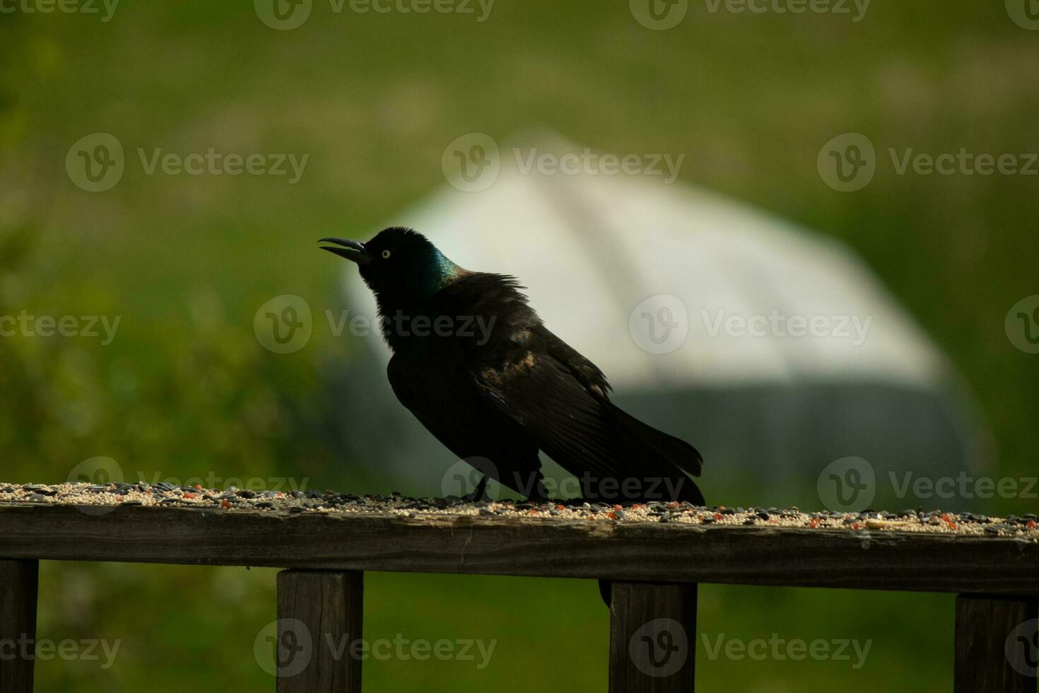 This spooky looking grackle came to the railing of the deck. He looks angry and reminds you of Halloween. His black feathers ruffled up. His menacing yellow eye that seems to glow. photo