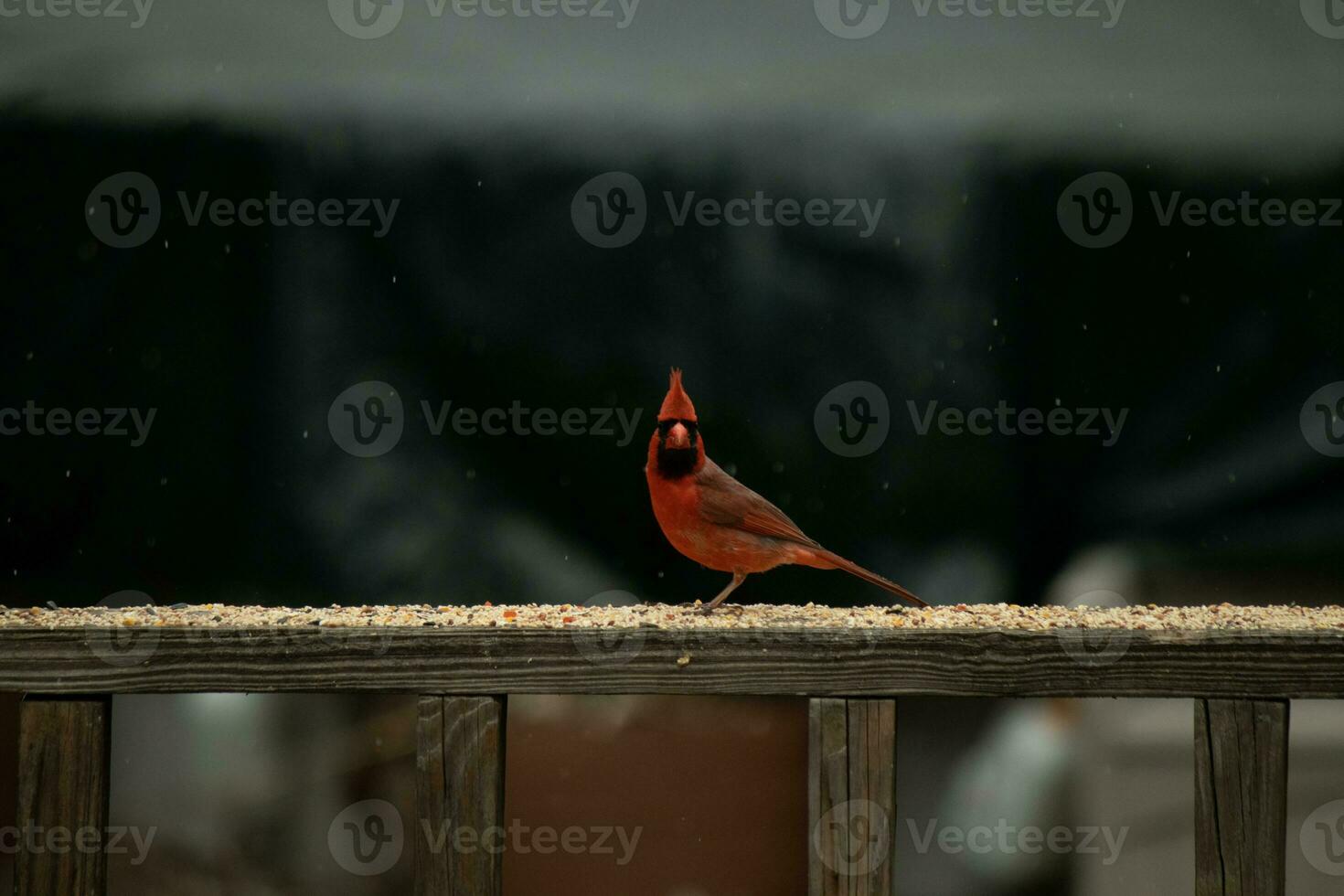 This beautiful male cardinal came out to the railing of the deck for some birdseed. The pretty bird id a bright red color and almost reminds you of Christmas. The little black mask stands out. photo
