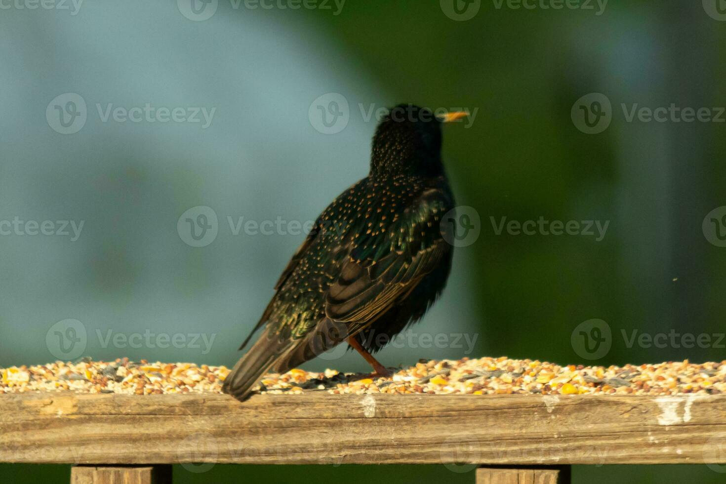 esta estornino llegó fuera a el de madera barandilla de el cubierta. su negro plumas teniendo blanco punto me gusta estrellas en el cielo. su plumaje brilla me gusta petróleo en agua. su pequeño naranja pico puntiagudo adelante. foto