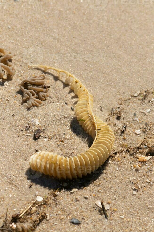 esta hermosa nudoso buccino huevo caso puesto untado fuera en el arena dando eso un bonito náutico playa imagen. yo amor el Mira de el mar escombros dispersado acerca de. esta imagen estaba tomado en capa mayo. foto