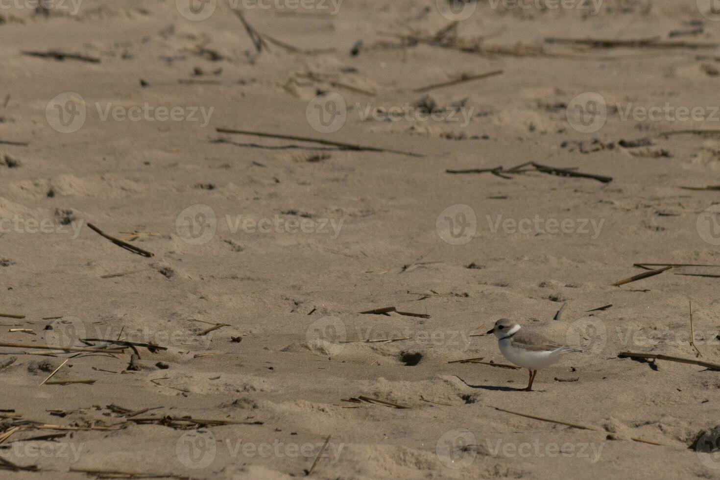 esta linda pequeño tubería chorlito estaba visto aquí en el playa cuando yo tomó esta fotografía. esta aves playeras es entonces minúsculo y búsquedas el arena para comida lavado arriba por el navegar. yo amor el anillo alrededor su cuello. foto