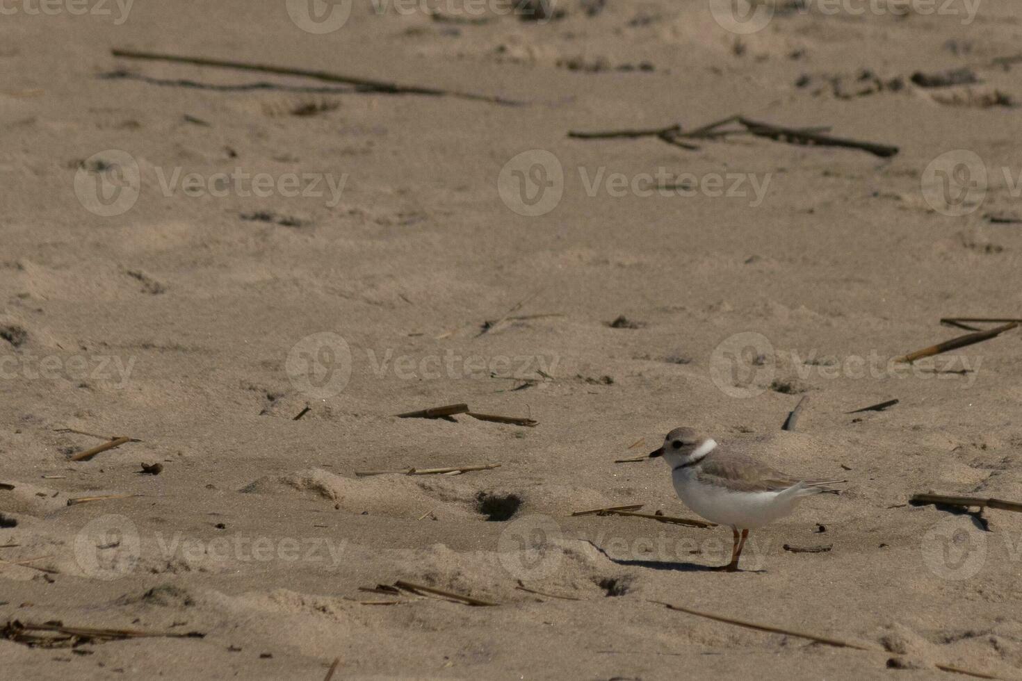 This cute little Piping Plover was seen here on the beach when I took this picture. This shorebird is so tiny and searches the beach for food washed up by the surf. I love the ring around his neck. photo