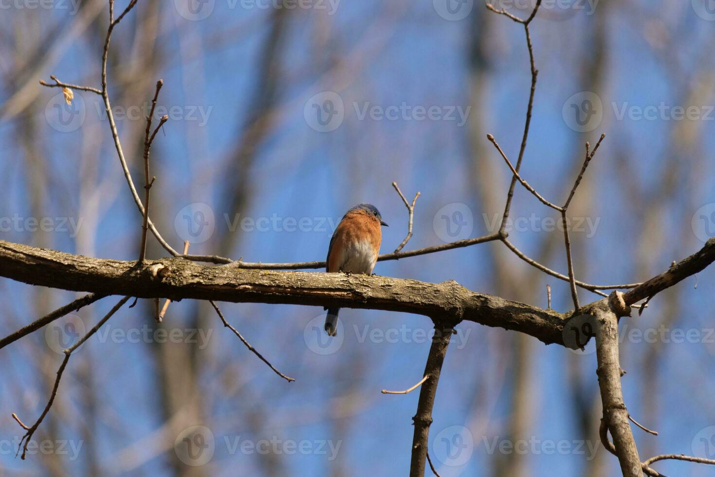 Cute little bluebird sat perched on this tree branch to look around for food. His rusty orange belly with a white patch stands out from the blue on his head. These little avian feels safe up here. photo