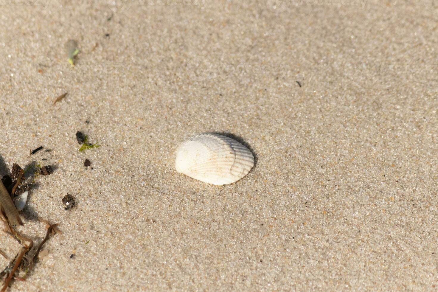 This pretty cockle shell lay on the beach among the sand. This pretty image is a classic scene by the ocean. This seashell was washed up and stranded by the ocean. I love the grooves in it. photo