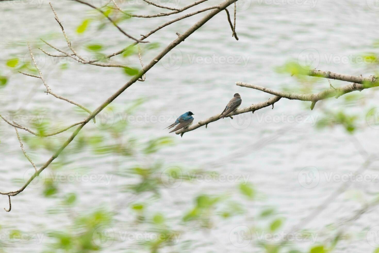 estos dos linda árbol golondrinas fueron sentado en el rama terminado parte superior de un río. el brillante azul pájaro es el masculino. el marrón uno es un femenino. estos dos son relajante mientras esperando para insectos a comer. foto