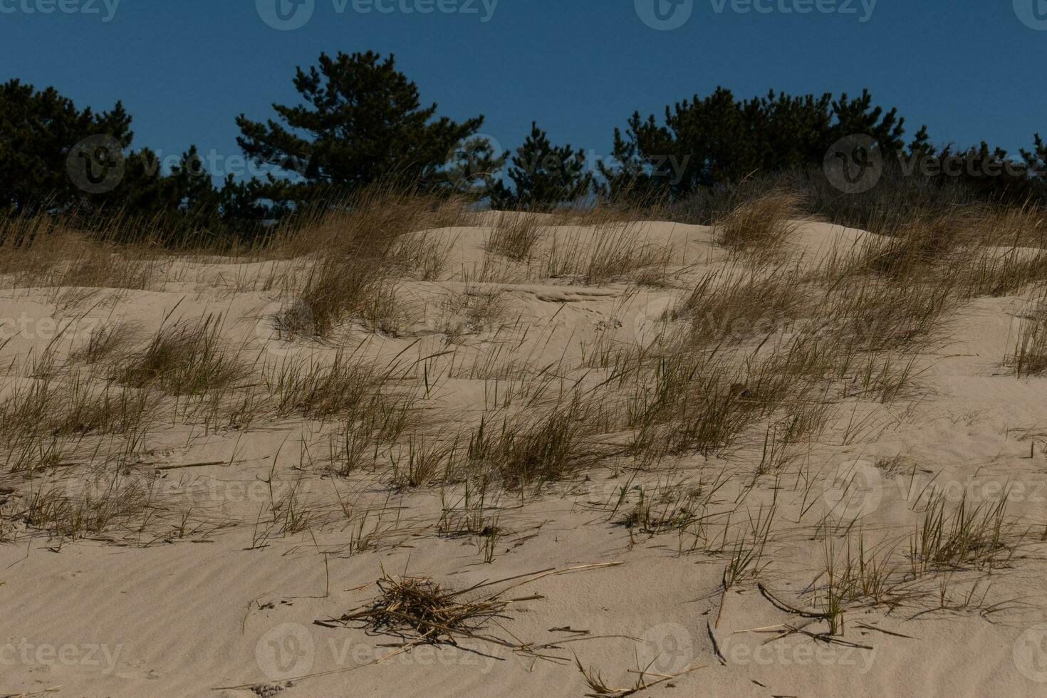 This beautiful tall grass stands here blowing in the breeze. This is part of the dune of Sunset Beach in Cape May New Jersey. The green vegetation to help from erosion. The brown sand all around photo