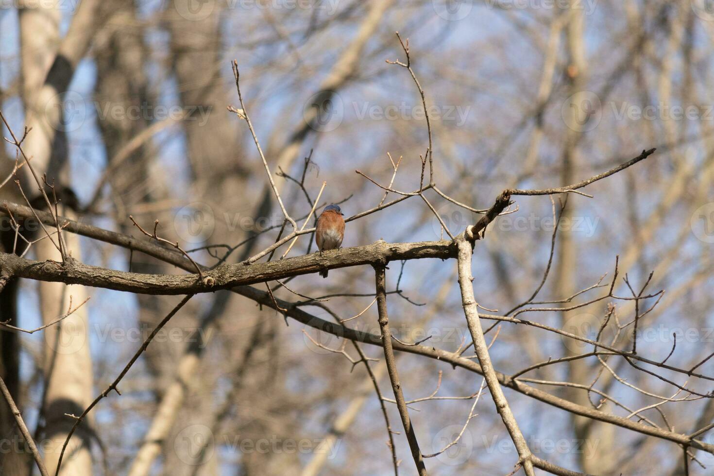 Cute little bluebird sat perched on this tree branch to look around for food. His rusty orange belly with a white patch stands out from the blue on his head. These little avian feels safe up here. photo