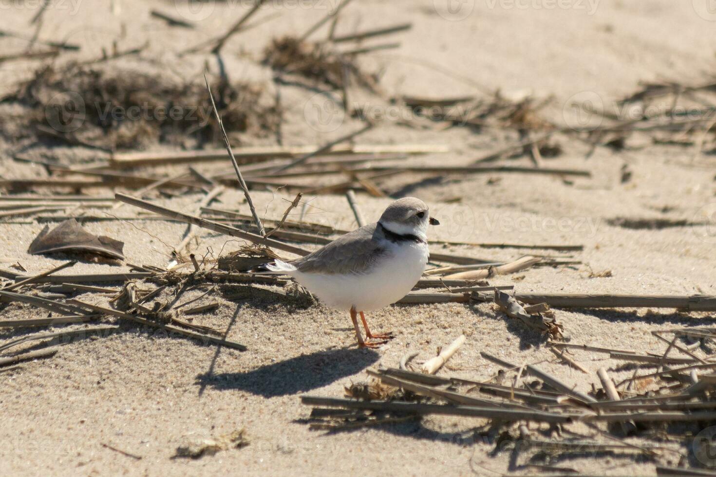This cute little Piping Plover was seen here on the beach when I took this picture. This shorebird is so tiny and searches the sand for food washed up by the surf. I love the ring around his neck. photo