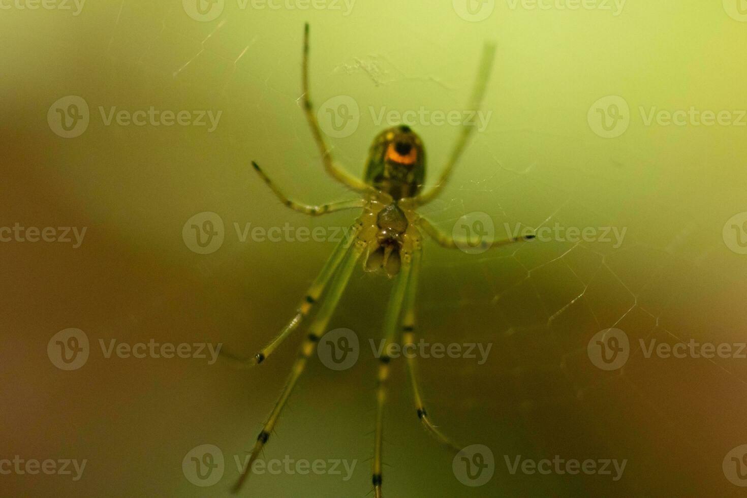 Orchard spider seen hanging in her web. The red dot on her body stands out from the green. The arachnids long legs look translucent as she holds onto the silk strands, waiting for prey. photo