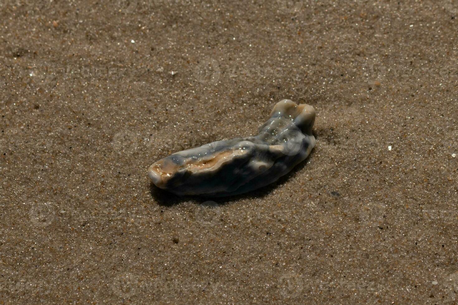 This blue oyster shell was sitting in the sand, having been brought in by the surf. The brown grains of sand all around. The seashell looking glossy from still being wet. photo