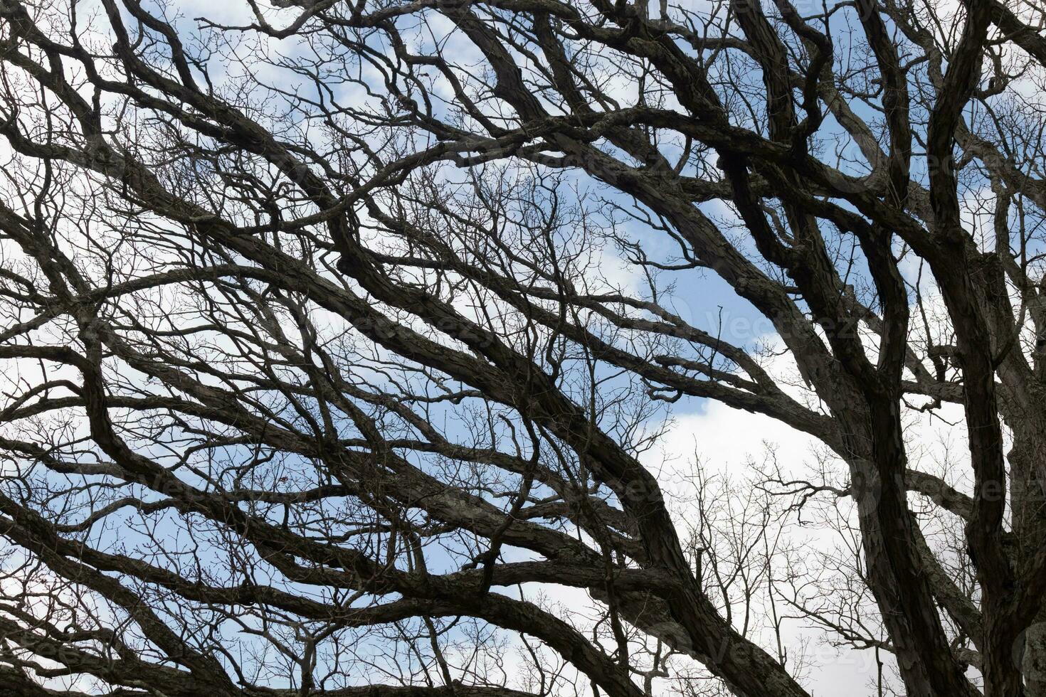Bare branches of a tree reaching out. The long limbs are without leaves due to the Fall season. Looking like tentacles or a skeletal structure. The blue sky can be seen in the back with white clouds. photo