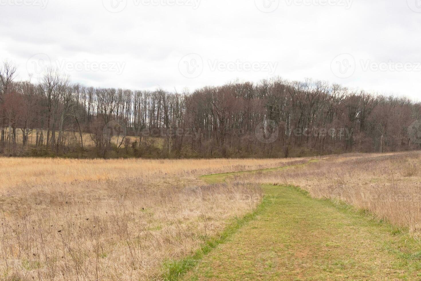 This beautiful walking path was cut through the field. The green, well-manicured lawn standing out among all the brown tall grass. This trail heads through a nature preserved around a wooded area. photo