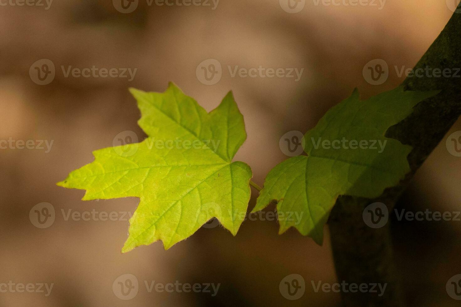 This sugar maple leaf was handing in the forest. The sunlight reflecting off almost makes it look like it is glowing. The creases in the leaf are actually veins. photo