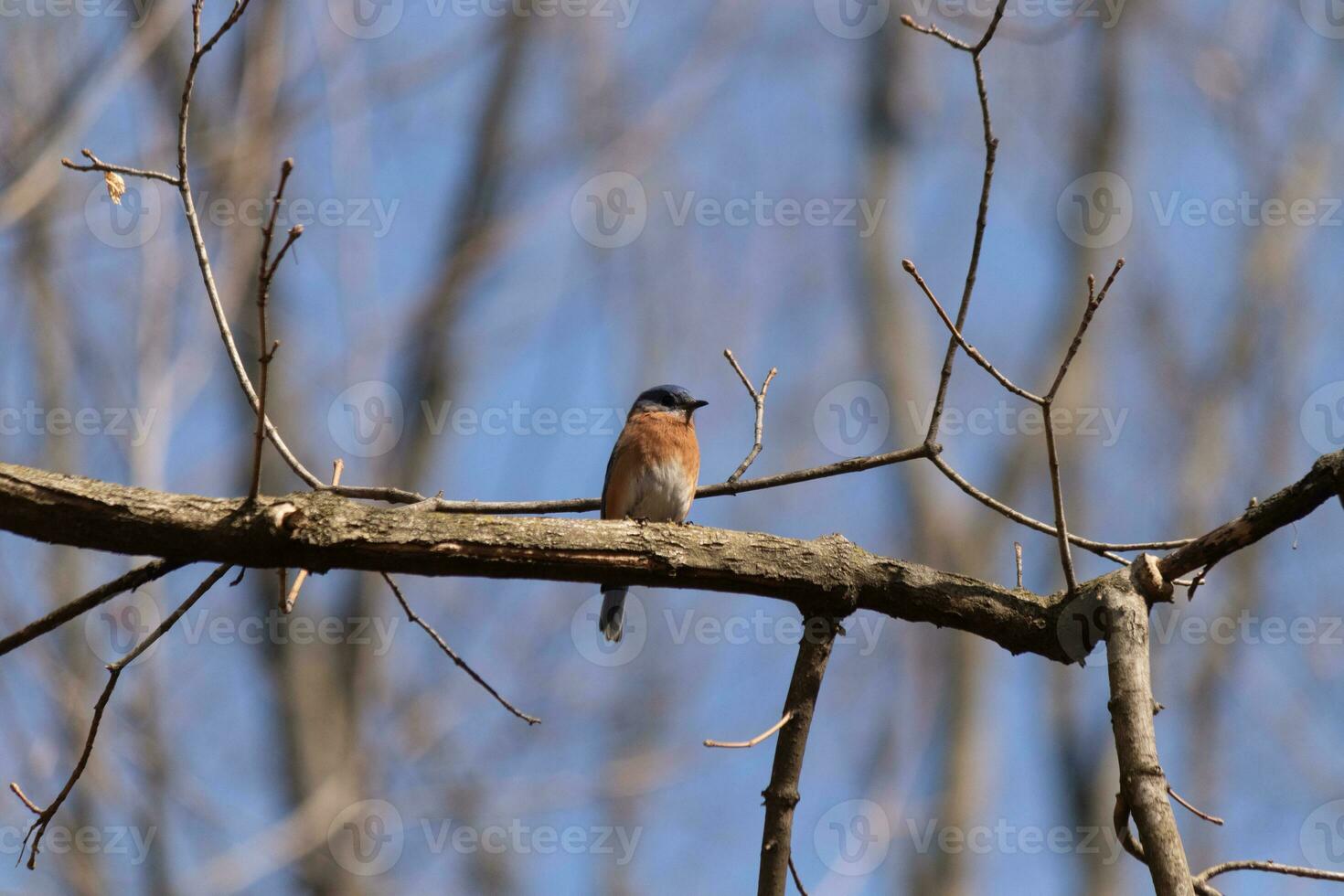 Cute little bluebird sat perched on this tree branch to look around for food. His rusty orange belly with a white patch stands out from the blue on his head. These little avian feels safe up here. photo