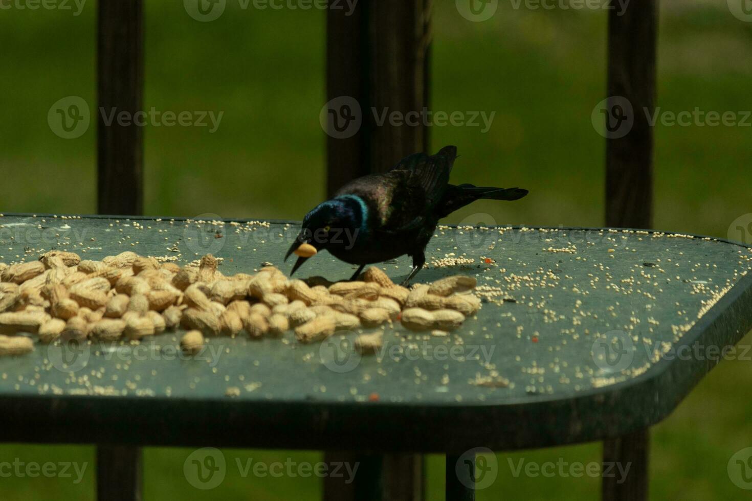 This pretty grackle bird came to the glass table for some peanuts. I love this bird's shiny feathers with blue and purple sometimes seen in the plumage. The menacing yellow eyes seem to glow. photo