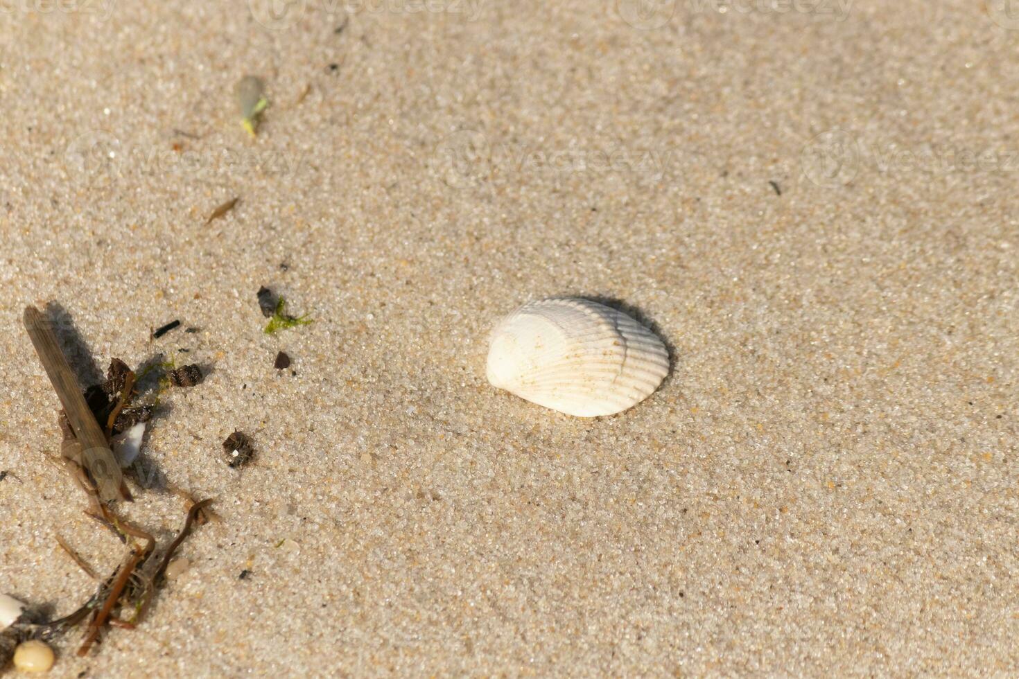 This pretty cockle shell lay on the beach among the sand. This pretty image is a classic scene by the ocean. This seashell was washed up and stranded by the ocean. I love the grooves in it. photo