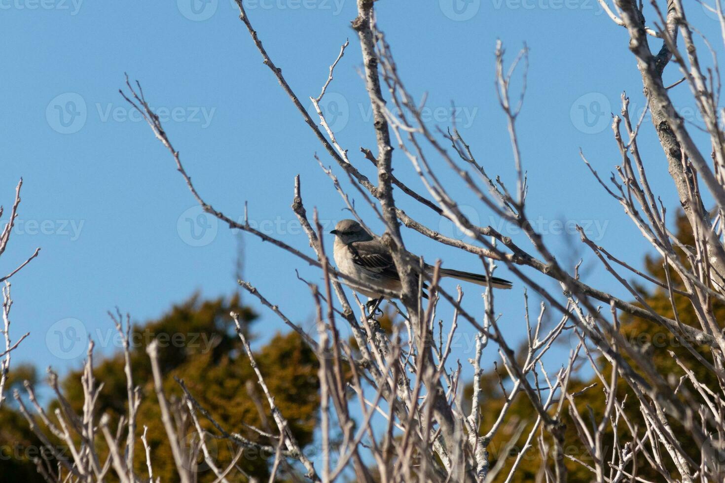 This cute little mockingbird sat posing in the tree when I took the picture. The branches he sat in did not have any leaves to hide him. The Winter season is just ending and Spring is arriving. photo