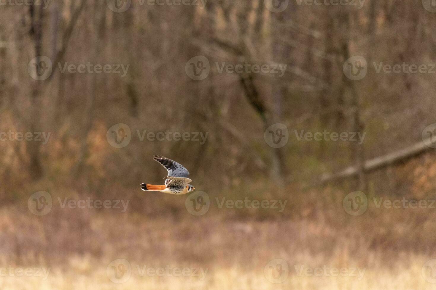 Kestrel flying across a field. This bird, also known as a sparrow hawk is the smallest falcon. The pretty orange and blue of the plumage stands out among the brown foliage depicting the Fall season. photo