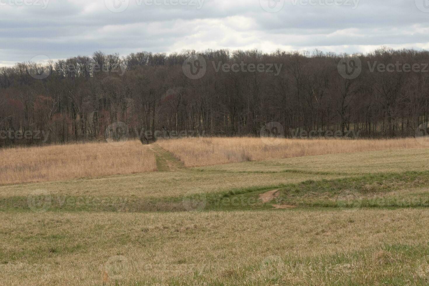 Beautiful green walking path seen cutting through a brown field. Tall grass all around with Autumn colors. Large trees can be seen in the background of a wooded area. Grey skies above with clouds. photo