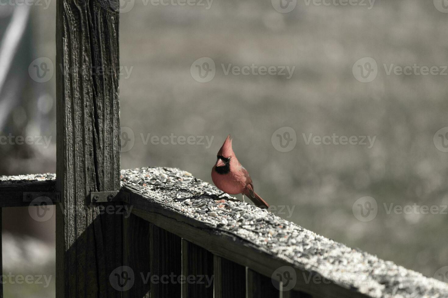 This beautiful red cardinal came out to the brown wooden railing of the deck for food. His beautiful mohawk standing straight up with his black mask. This little avian is surrounded by birdseed. photo