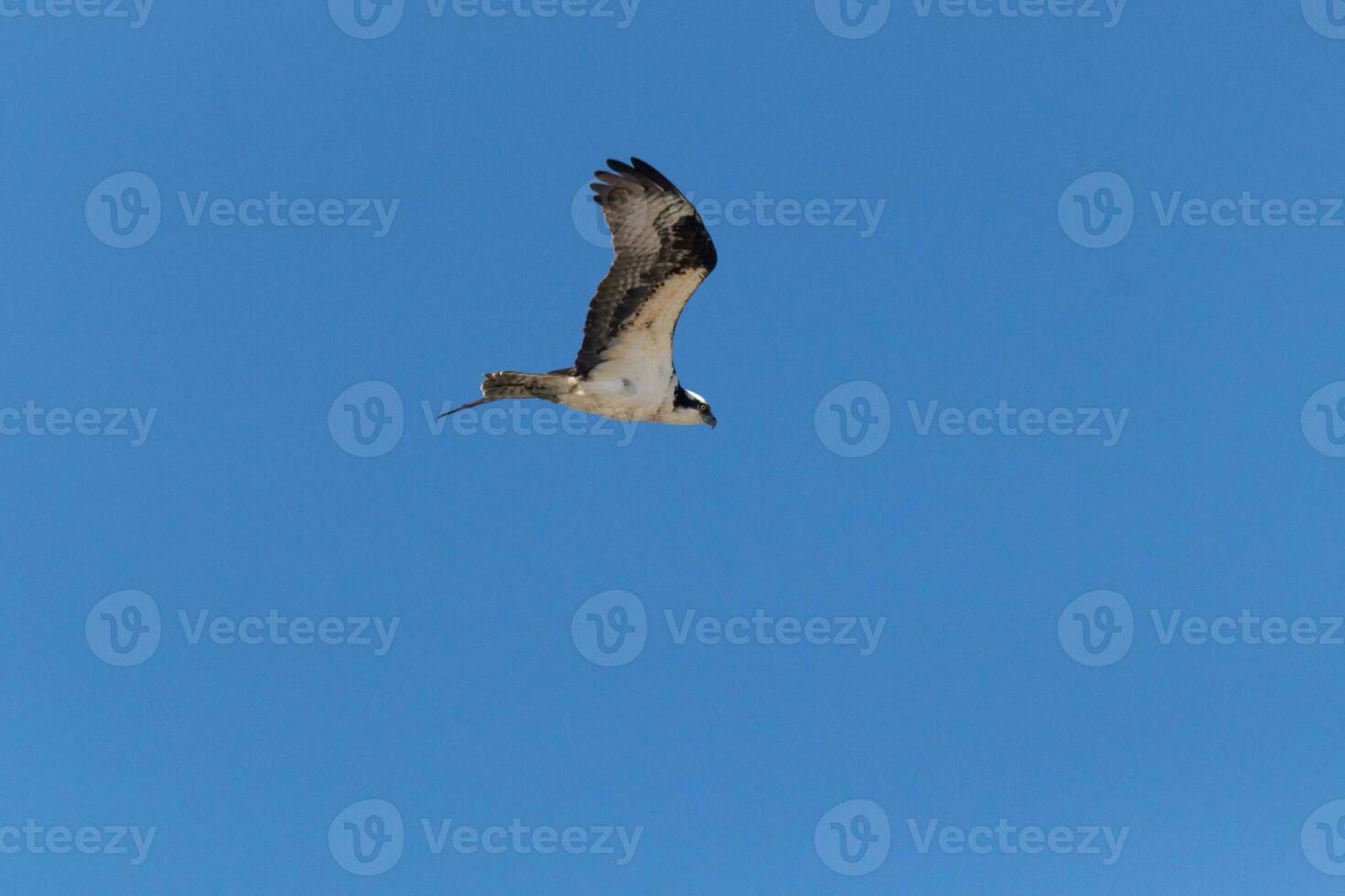 This beautiful osprey bird was flying in the clear blue sky when this picture was taken. Also known as a fish hawk, this raptor looks around the water for food to pounce on. photo