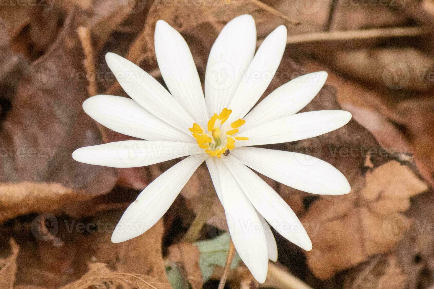 This bloodroot wildflower sits among the brown leaves in the woods. The long white petals stretching out from the yellow center.  This flower is a pretty patch of color that stands out. photo