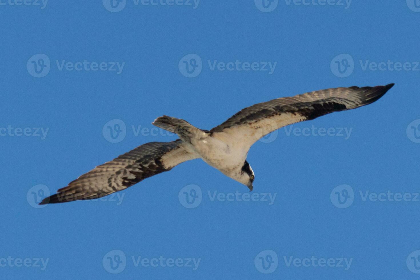 This beautiful osprey bird was flying in the clear blue sky when this picture was taken. Also known as a fish hawk, this raptor looks around the water for food to pounce on. photo