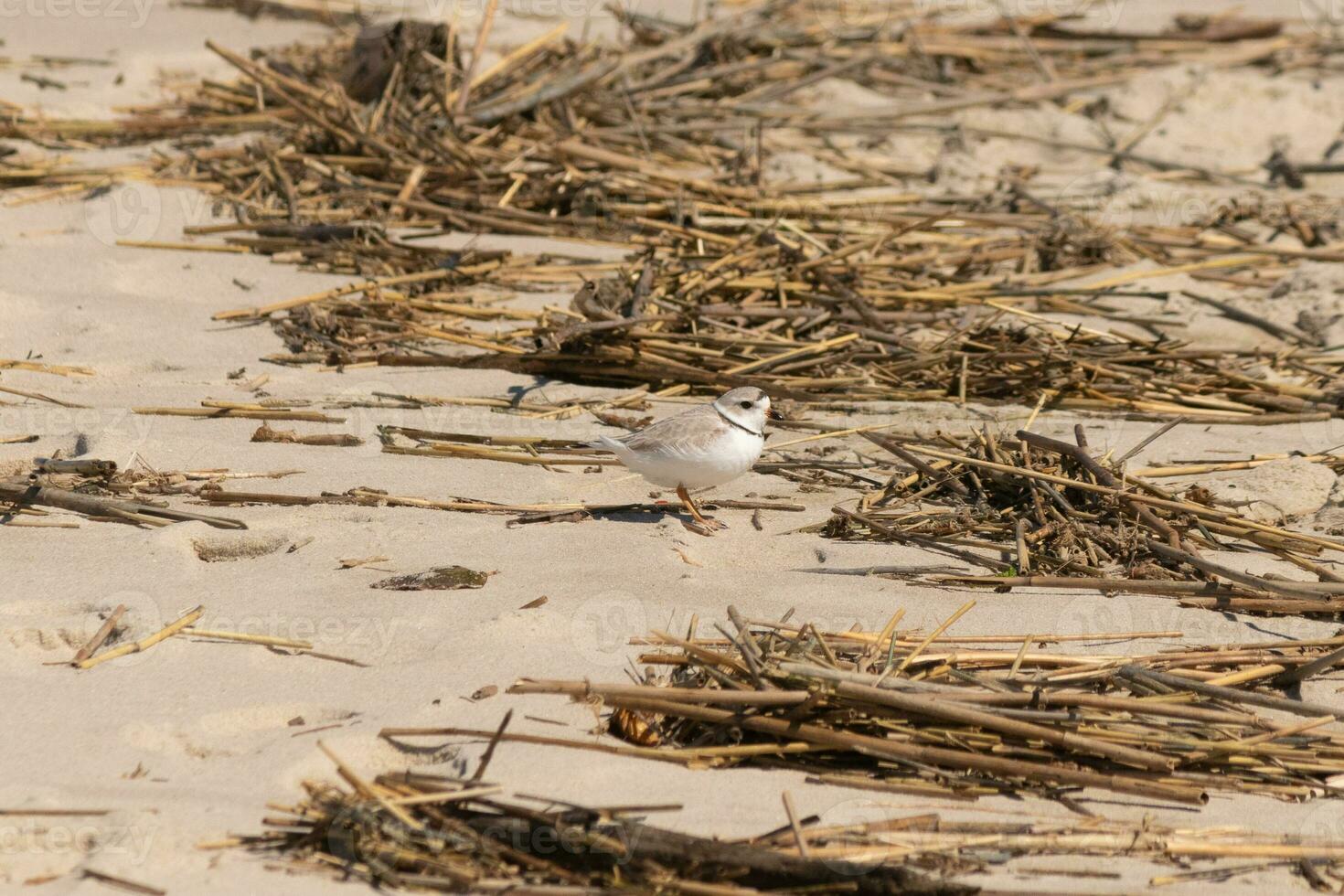 This cute little Piping Plover was seen here on the beach when I took this picture. This shorebird is so tiny and searches the sand for food washed up by the surf. I love the ring around his neck. photo