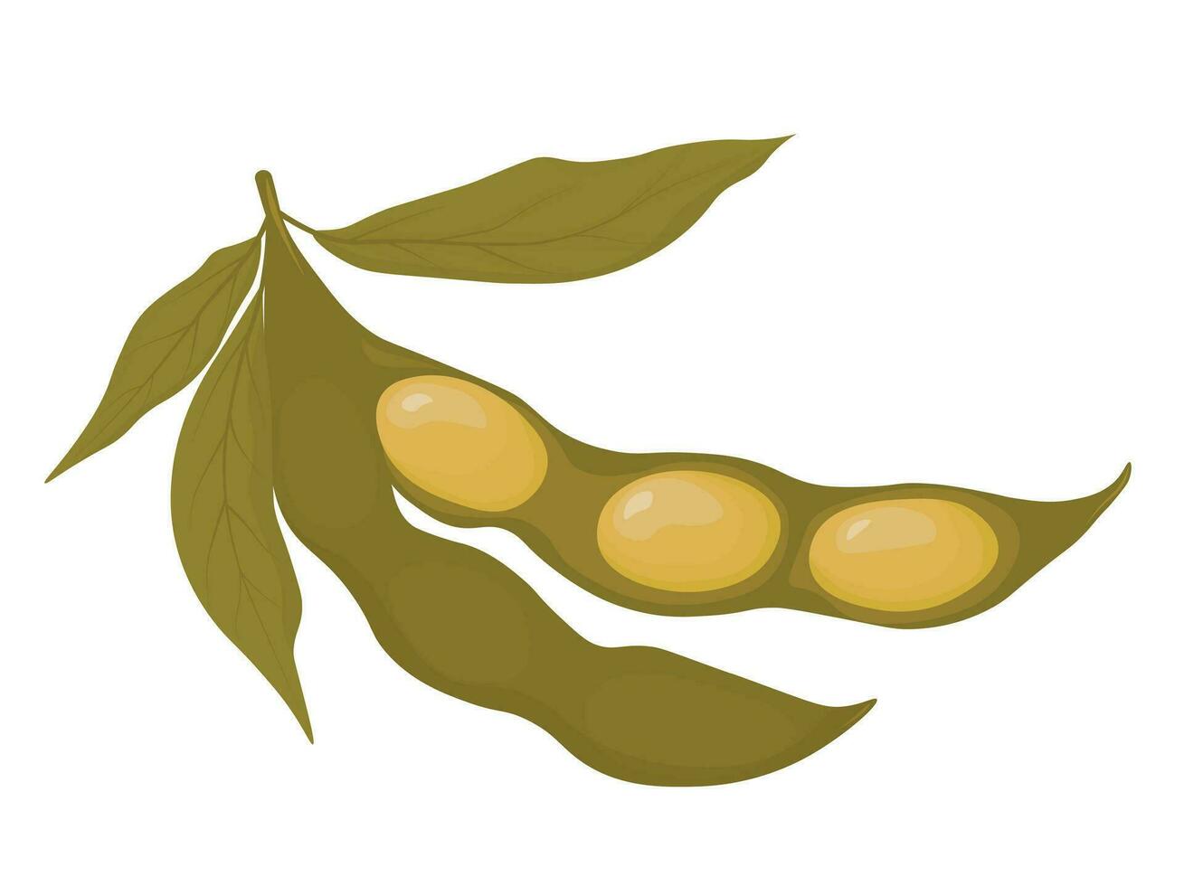 Open the green soybean pod. Vector stock illustration. Legume plant. isolated on a white background. to create a template for the label, packaging and emblem of the farmers market.