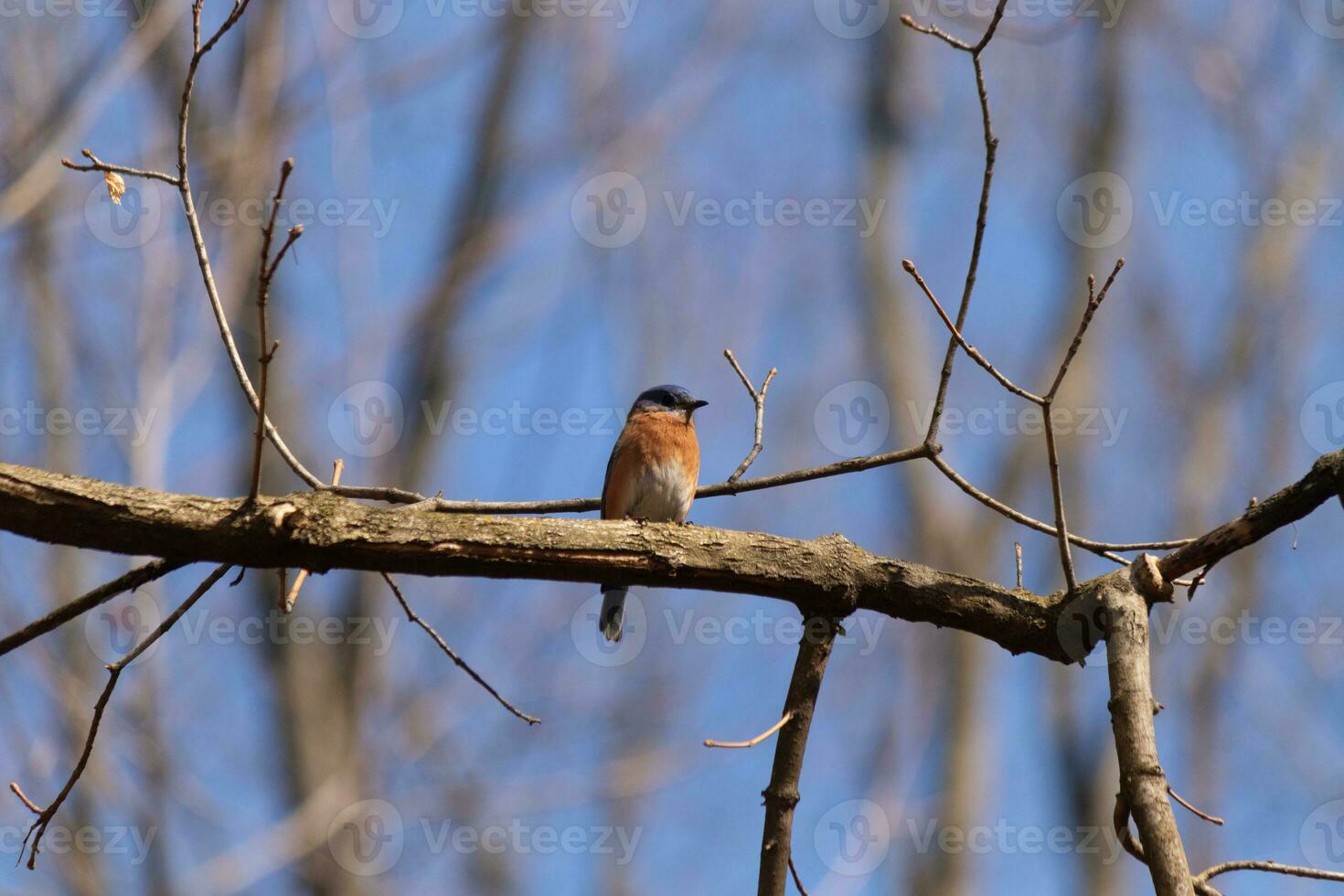 Cute little bluebird sat perched on this tree branch to look around for food. His rusty orange belly with a white patch stands out from the blue on his head. These little avian feels safe up here. photo