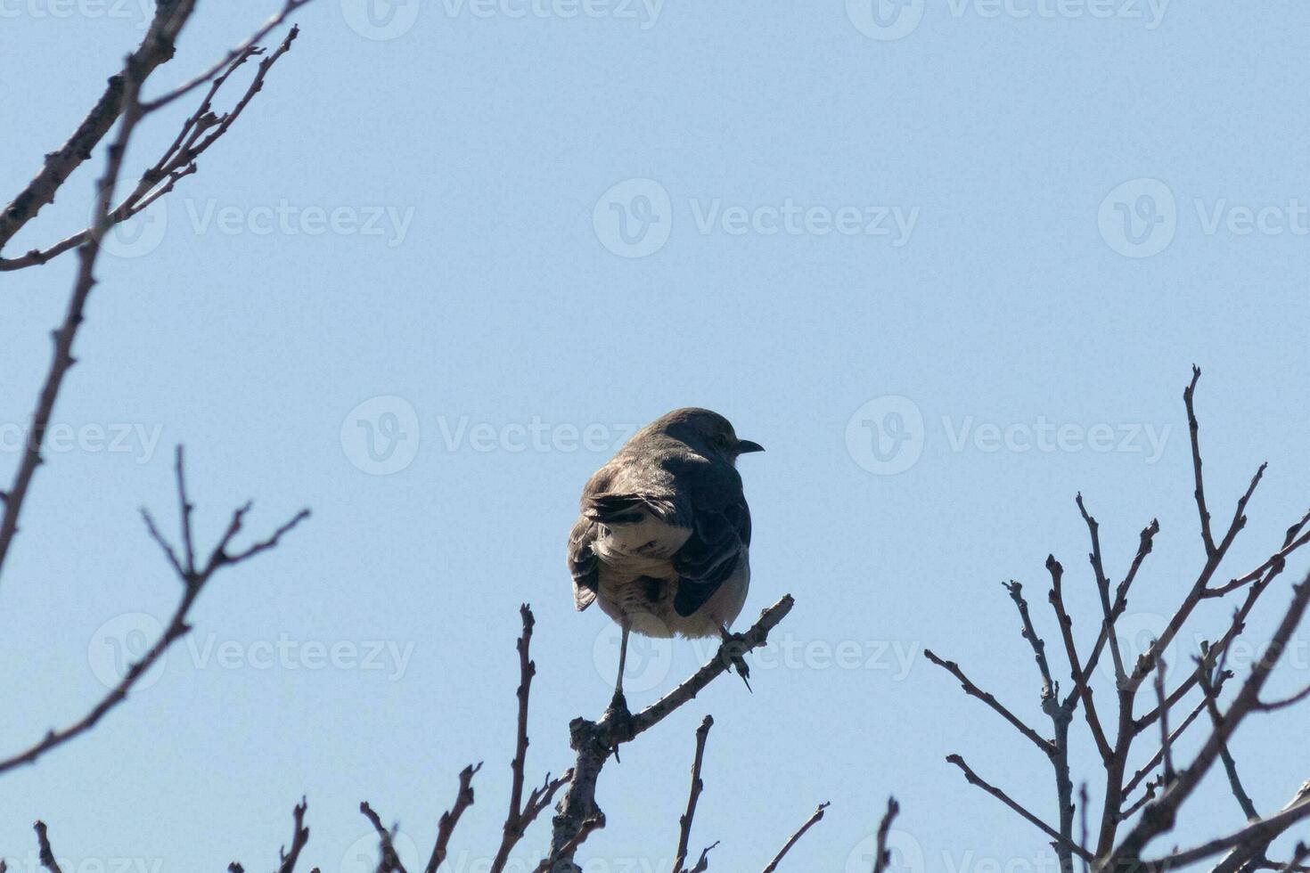 This cute little mockingbird sat posing in the tree when I took the picture. The branches he sat in did not have any leaves to hide him. The Winter season is just ending and Spring is arriving. photo